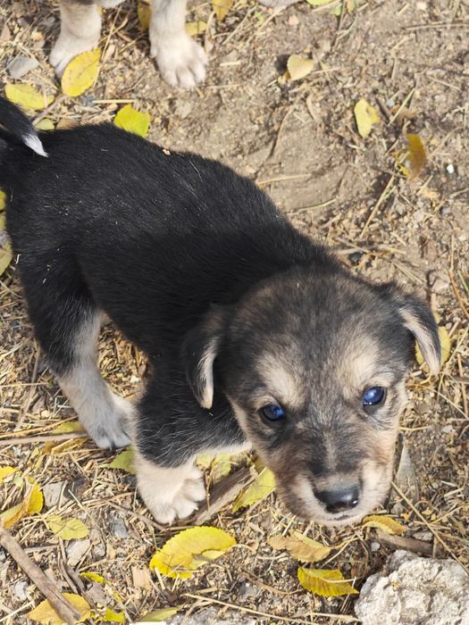 Отдам в хорошие руки