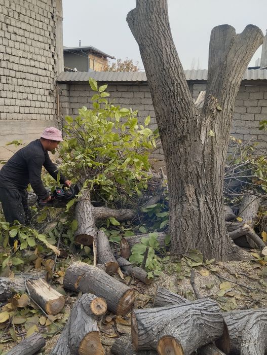 Daraxt kisish butalash Binzapilada boğbonchilik hizmati