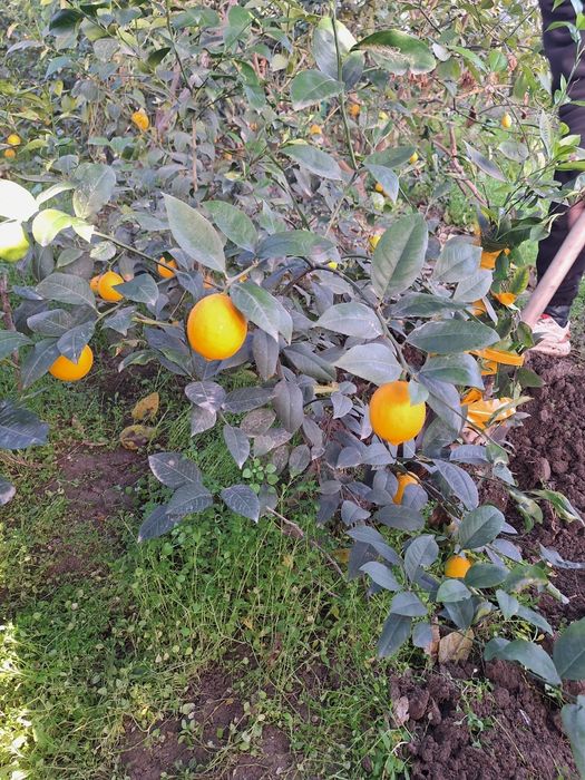 Лимон кучатлар 2.3.4.5 йиллик.