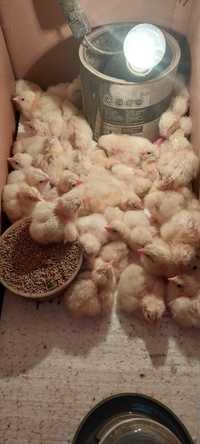Продам цыплят порода адлерская серебристая