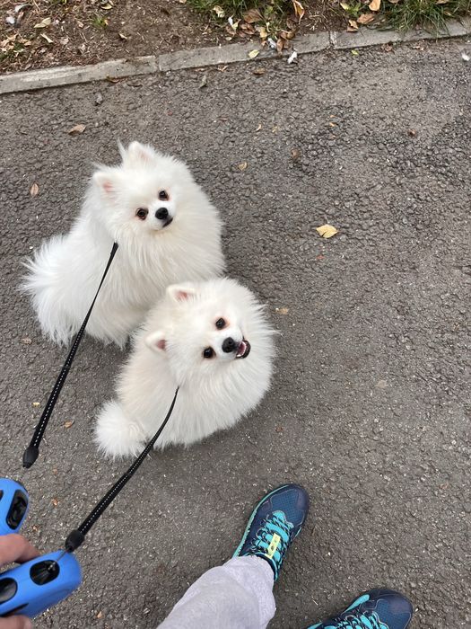 Dresaj canin, plimbare catei, corectare probleme comportament