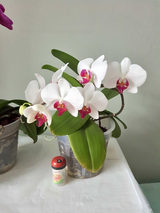 Фаленопсис цветущий. Выращены из деток.