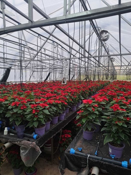 Craciunite(poisenttia)