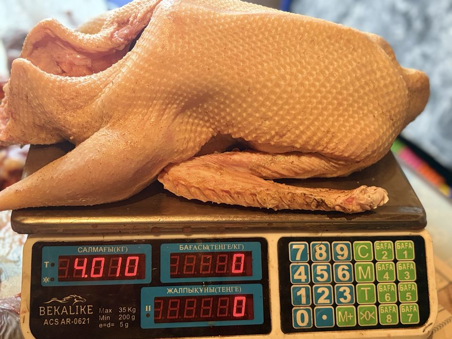 Продам гусей в городе Мамлютка