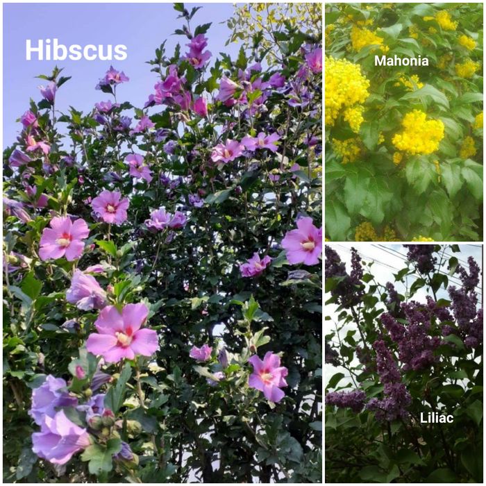 vand butasi ornamentali