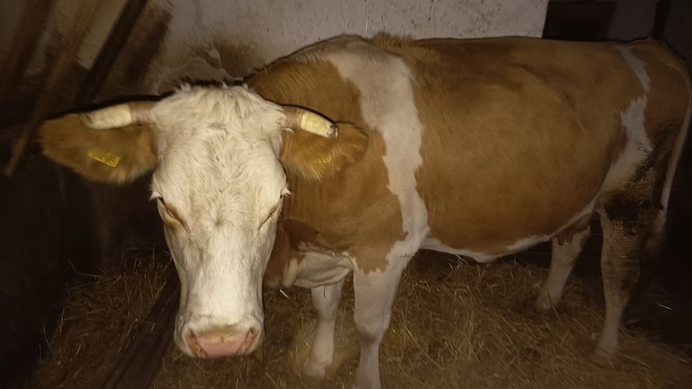 Vând vaca de 5 ani sau schimb