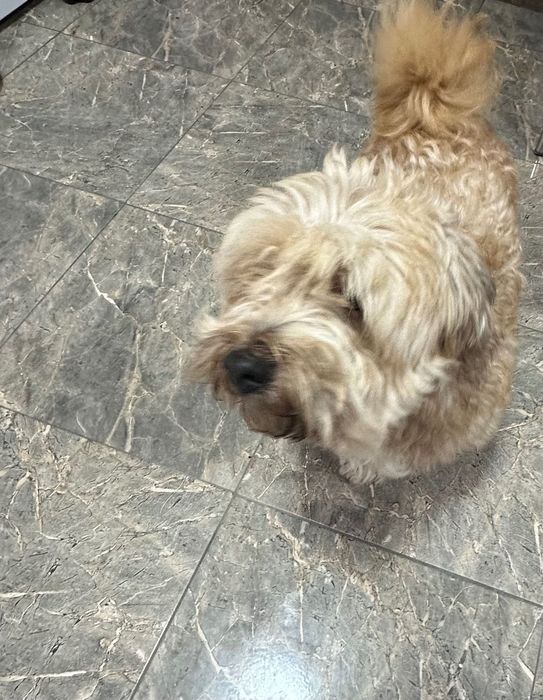 Câine maroniu.         .