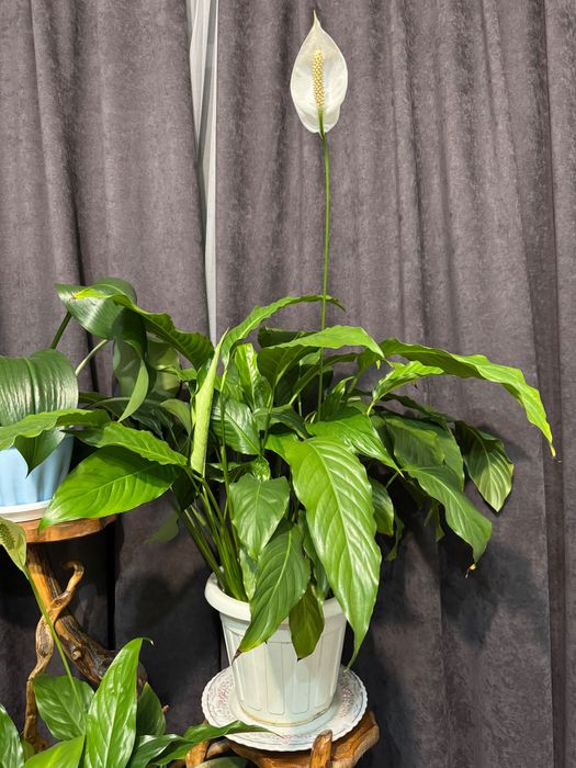 Спатифиллум , женское счастье