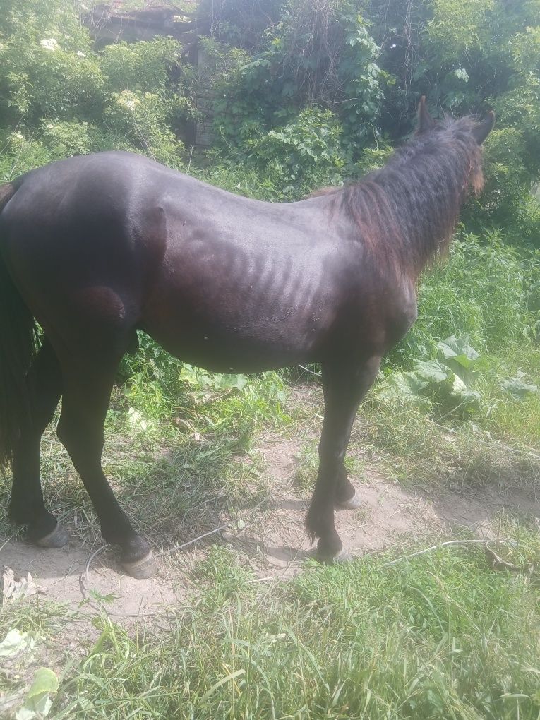 Vând mânz de un an mai multe detalii la telefon