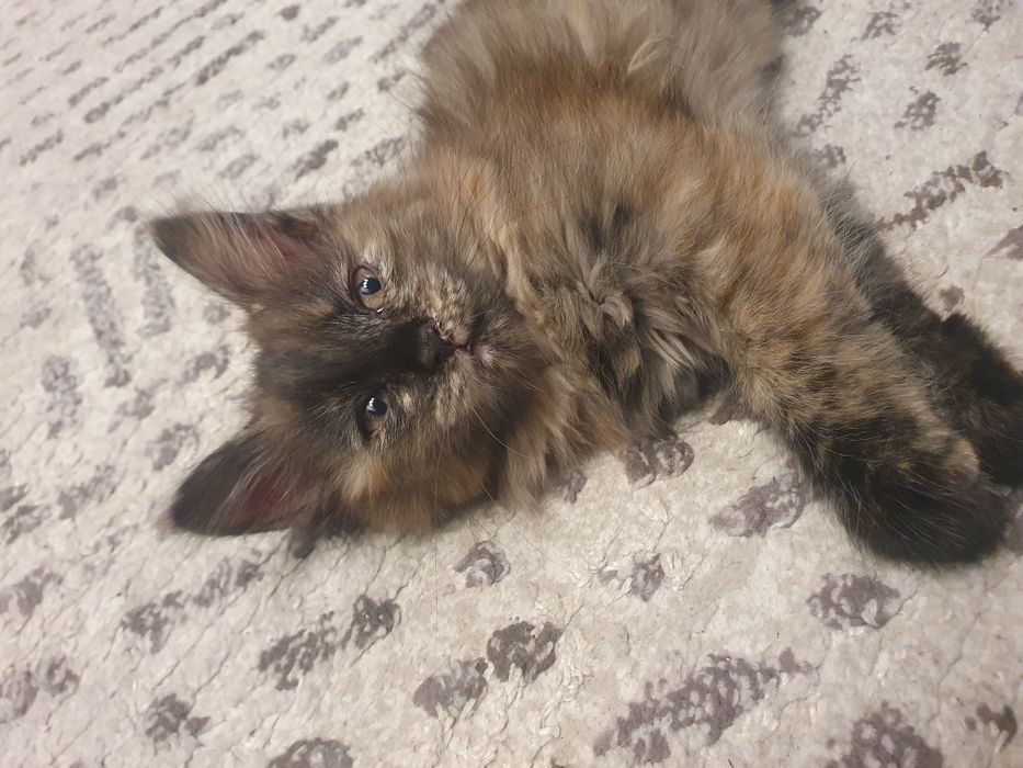 Отдам кошечку девочка