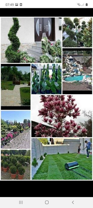 Tuia smarald columna braband Lelandy spirale pon pon fotinia