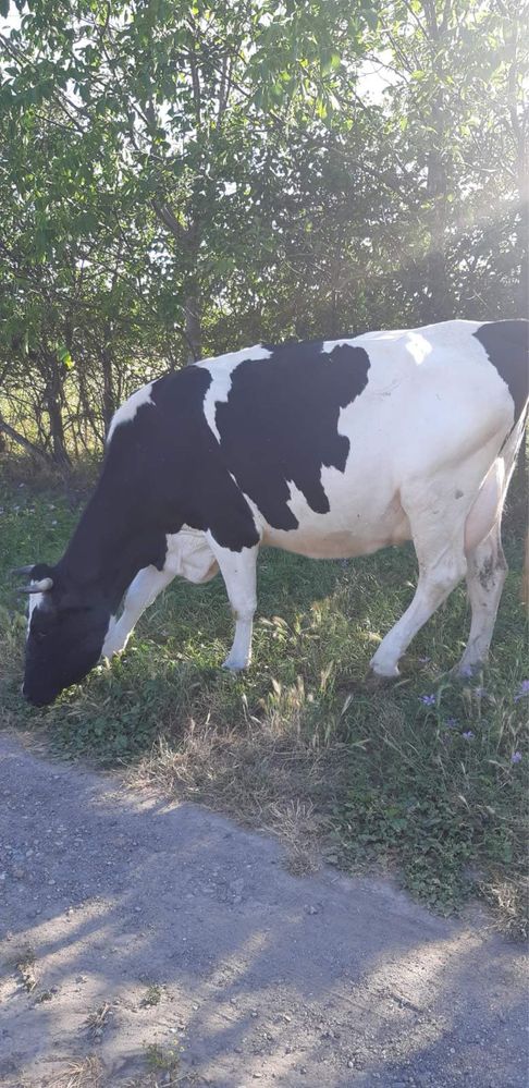 Продавам две крави