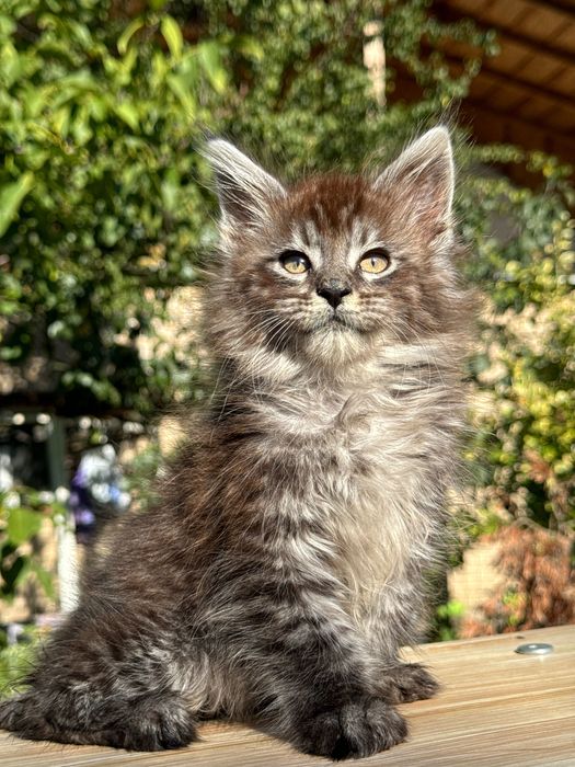 Мейн Куун Maine coon предлага котенца шоу-клас