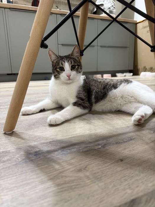 Кастрированный котик-подросток в добрые руки