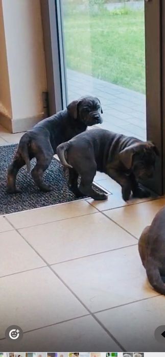 Кученца 3месеца Кане Корсо