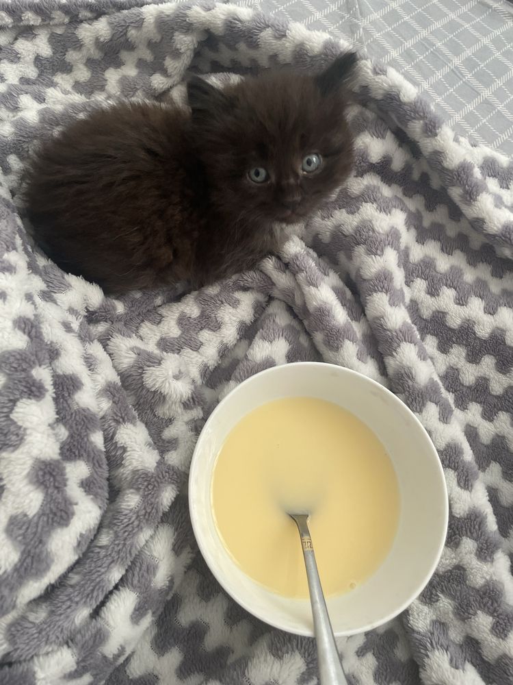 Котенок, с сиамским предком