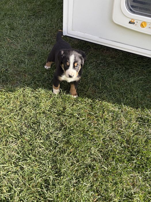 Caine Ciobanesc de Berna