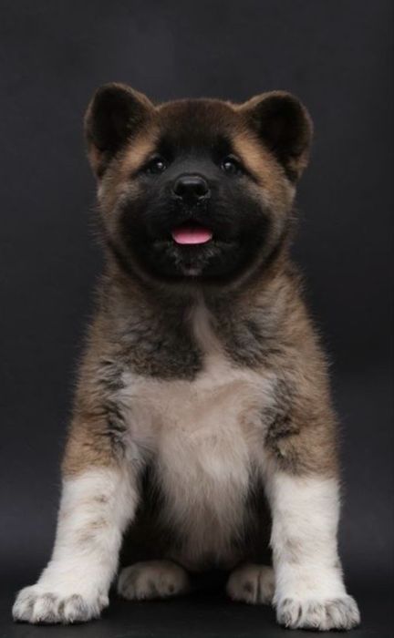 Продам щенка чистокровная американская акита