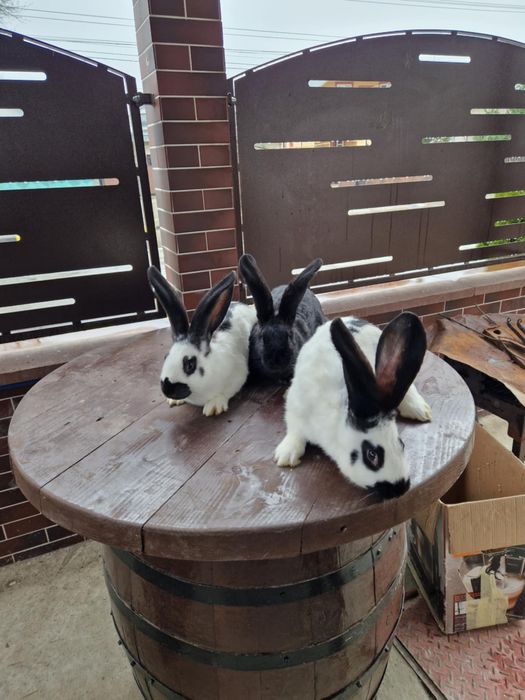 disponibili iepuri din rasa fluture german