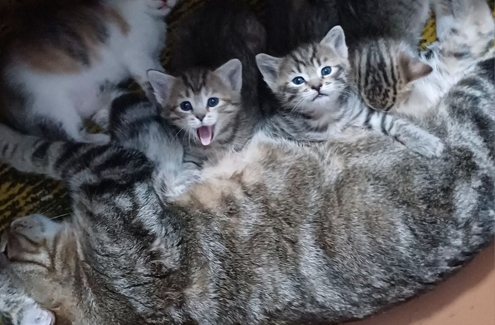 Котята бесплатно