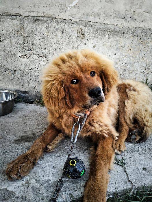 Срочно продам щенка Тибетского Мастифа!