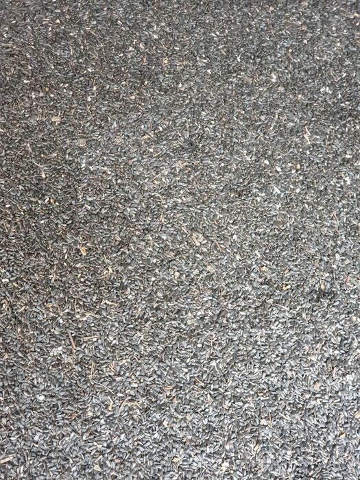 Vând floarea-soarelui 2.5 lei Pitesti