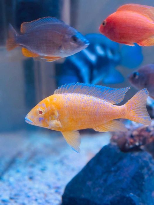 Рабочая семья Аулунокара Дракон