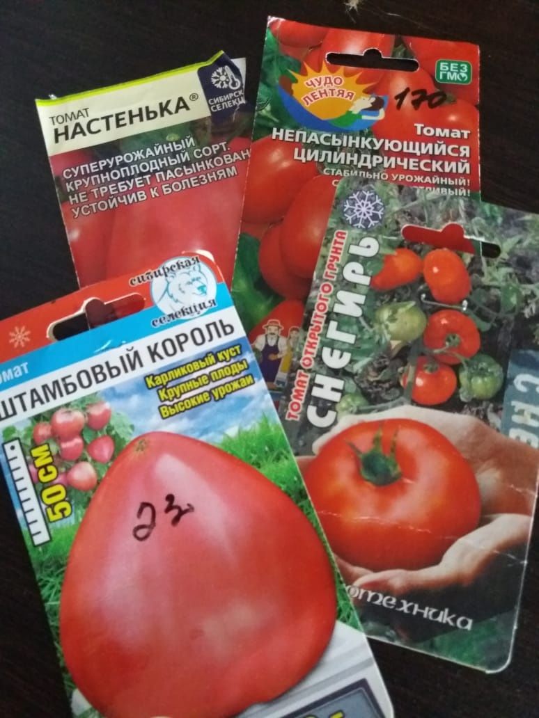 Рассада помидоров
