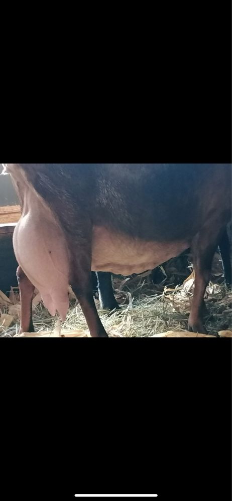 Capra anglonubian cu pedigree si cu o iada