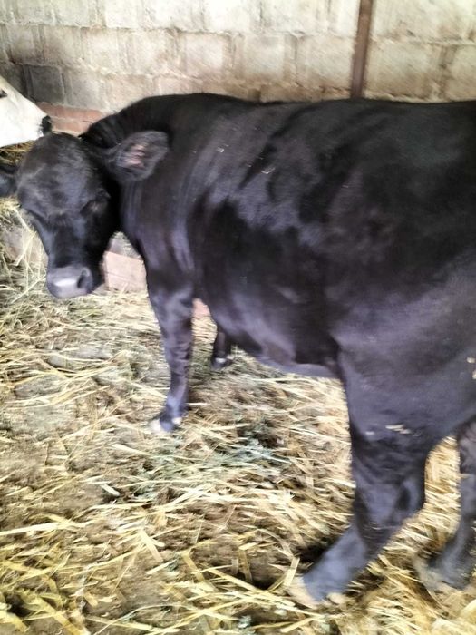 Vând 2 juninci în jur de 400 kg