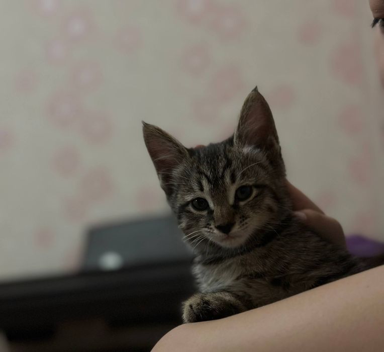 Отдам котенка в добрые руки