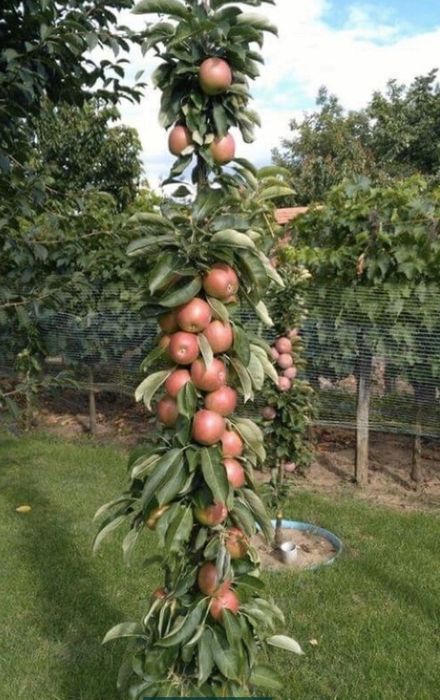 Butasi vita de vie și pomi fructiferi direct la producător