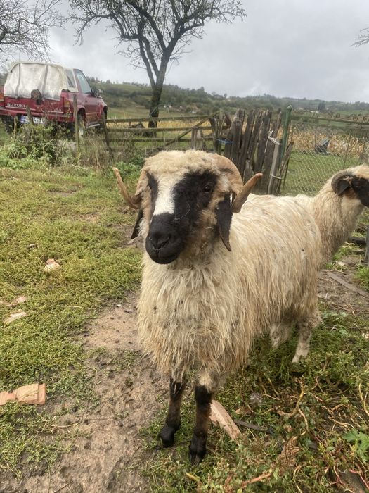 Vand un noatin mai crud