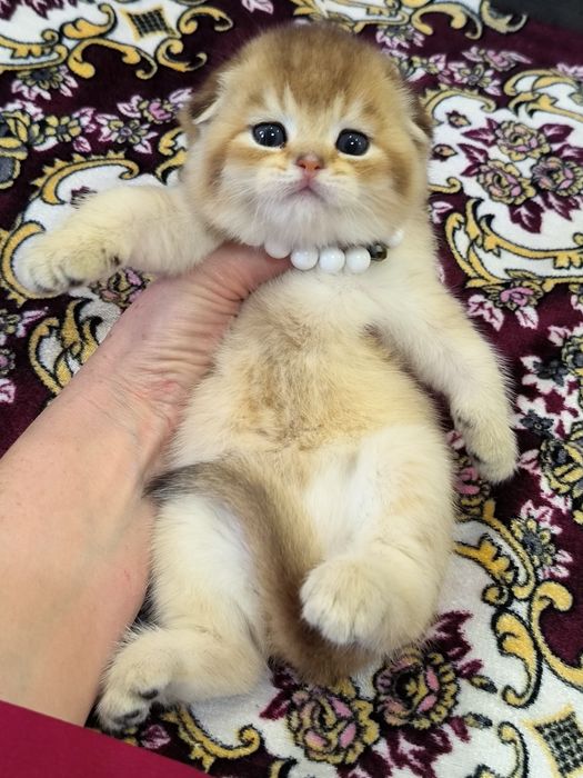 Чистокровные котята