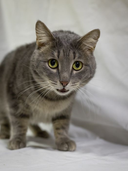 Яська, наидобрейший кот!