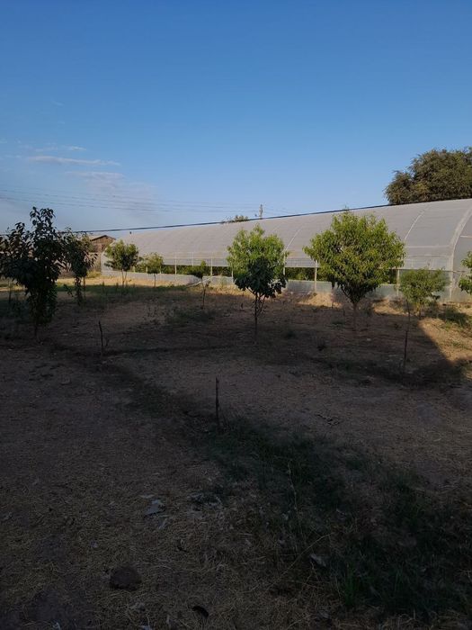 Продажа ДАЧНОГО  участка в Пскенте