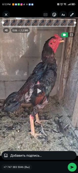 Продам жужика срочно