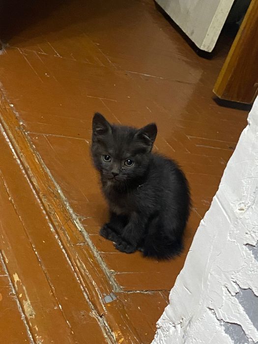 Котенок в добрые руки