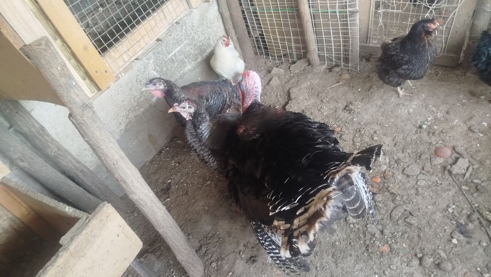 Пуйки пуяка стадо