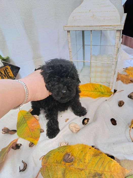 Мини   пуделчета