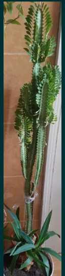 Floare decor Cactus usor de intretinut, 1 m inaltime