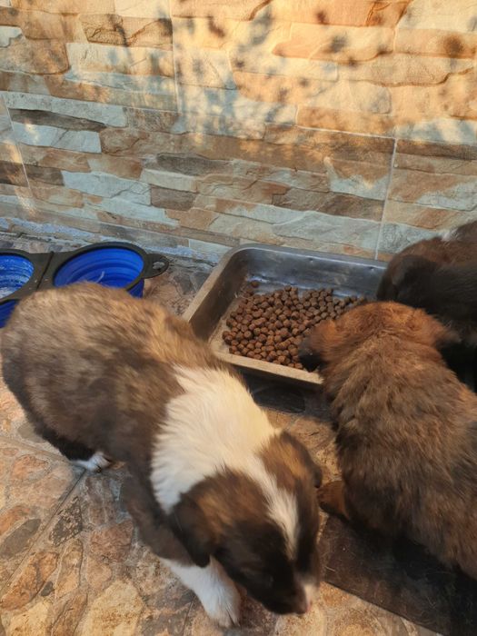 Donez/ ofer spre adoptie catei