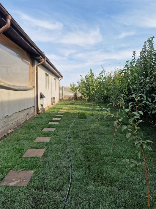 Gazon natural rulouri sau semințe