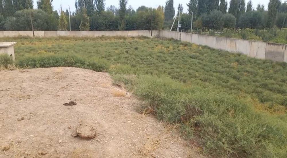 Yer bor 1 gektar Тадбиркорлар бн хамкорлик килинади