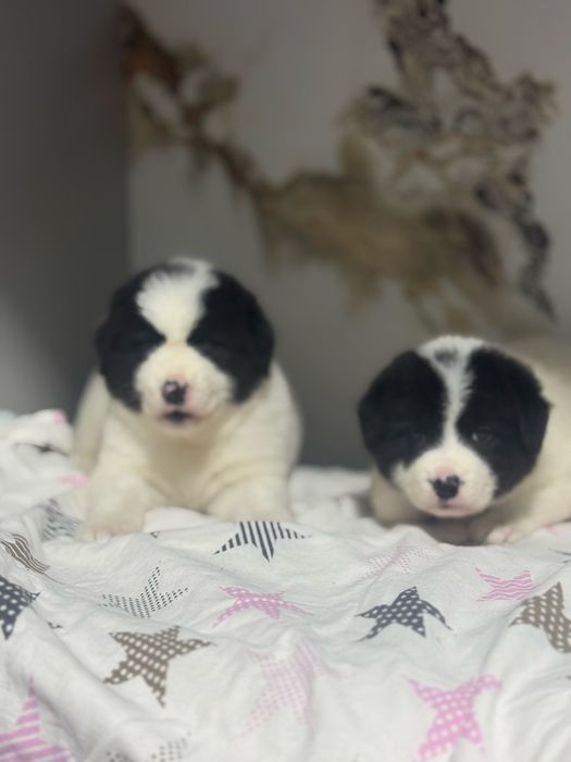 Продаються Щенки Алабая