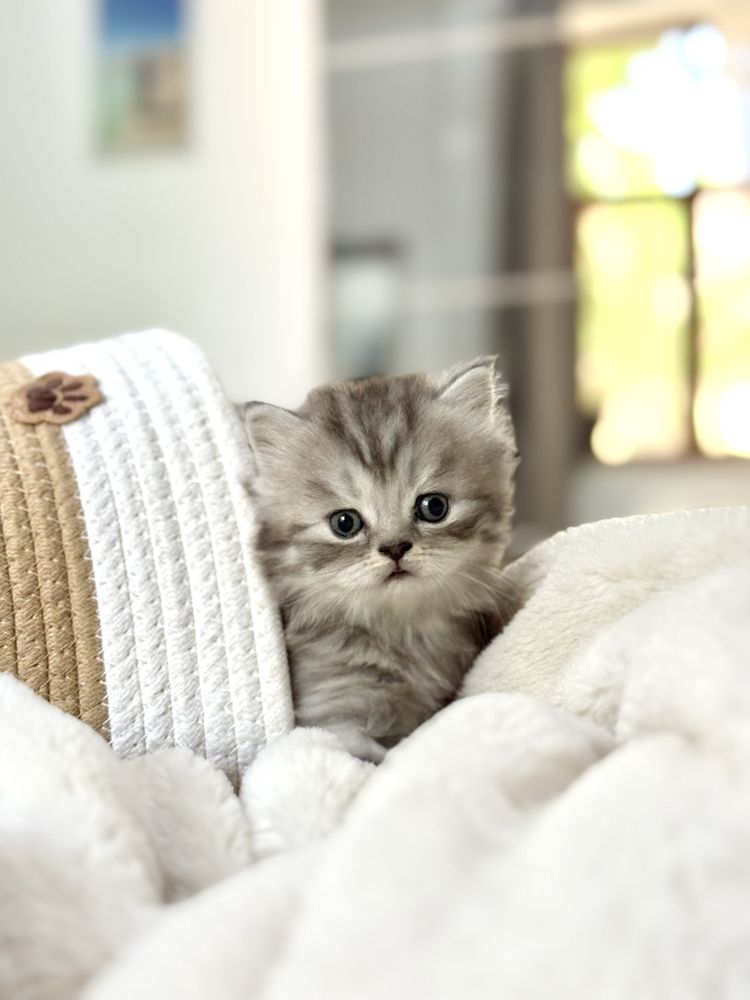 British Longhair