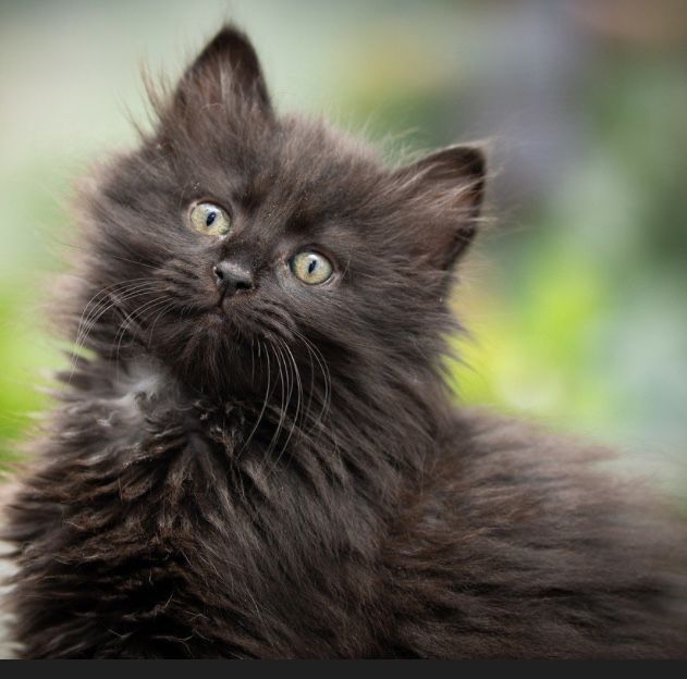 Котик  мальчик пушистик