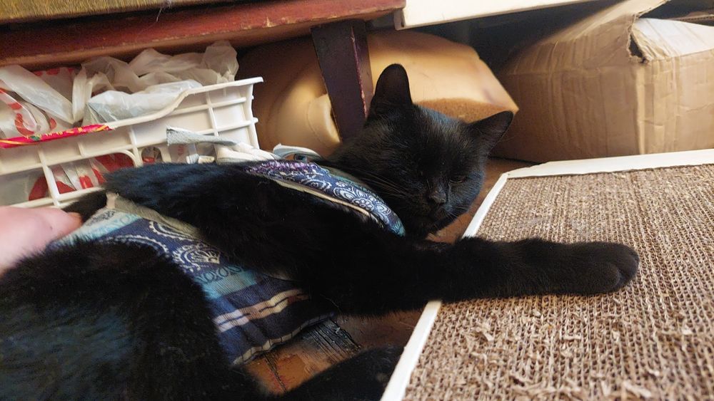 Кошка ищет семью и дом