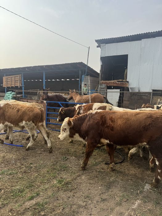 Потсосные бычки.