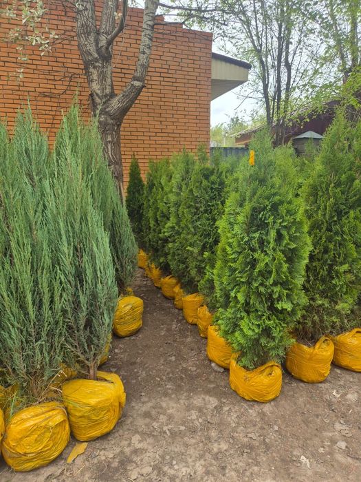 Продам хвойные и плодовые саженцы, кустарники, цветы